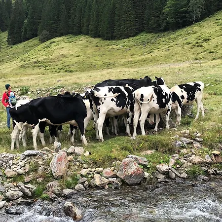 Die Ringdorferin - Boutique Farmhouse In Ski Amade Region - Natur Ruhe Schladming-Dachstein-Card * Klazenberg